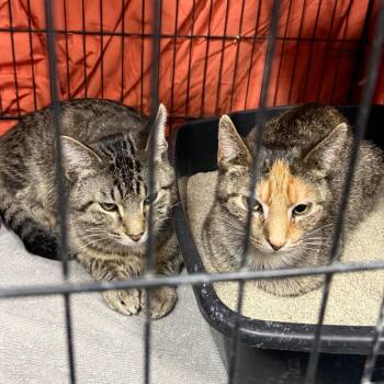 Domestic Short Hair Cats Available for Adoption - Poppy | PetCurious