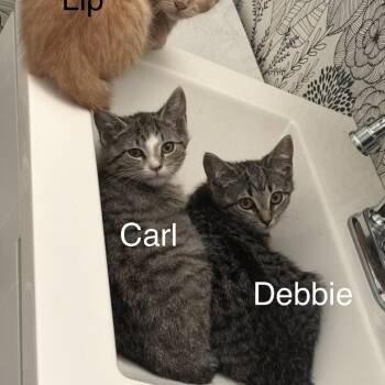 Debbie -  Domestic Short Hair Cat for Adoption in Buffalo, New York - Debbie | PetCurious