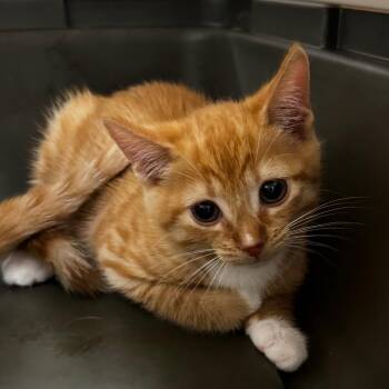Traffic Cone -  Domestic Short Hair Cat for Adoption in Concord, North Carolina - Traffic Cone | PetCurious