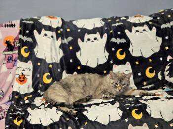 Frankie -  Domestic Short Hair and Siamese Cat for Adoption in Plano, Texas - Frankie | PetCurious