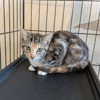 Marble -  Domestic Short Hair Cat for Adoption in Huntington, West Virginia - Marble | PetCurious