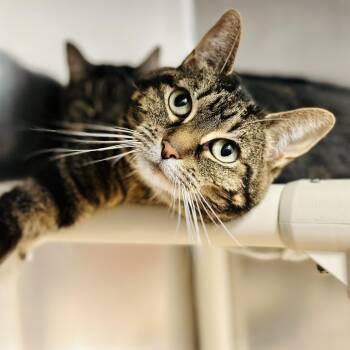 Domestic Short Hair Cats Available for Adoption in Stafford Township, New Jersey - Rosie  | PetCurious