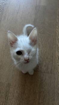Yuki -  Domestic Short Hair Cat for Adoption in Montreal, Quebec - Yuki | PetCurious