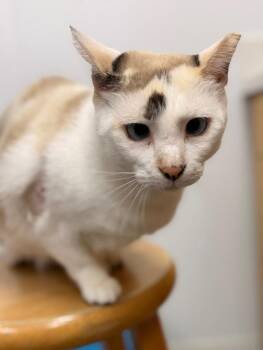 Angel Lloyd -  Domestic Short Hair Cat for Adoption in Hartsville, South Carolina - Angel Lloyd | PetCurious