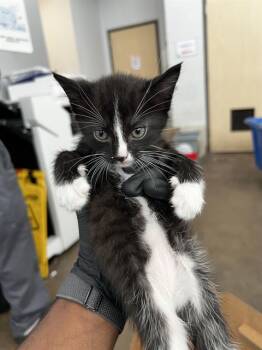 MARSHMALLOW -  Domestic Medium Hair Cat for Adoption in Dallas, Texas - MARSHMALLOW | PetCurious