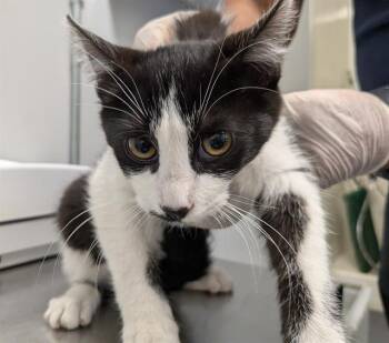 CHIP -  Domestic Short Hair Cat for Adoption in Kent, Washington - CHIP | PetCurious