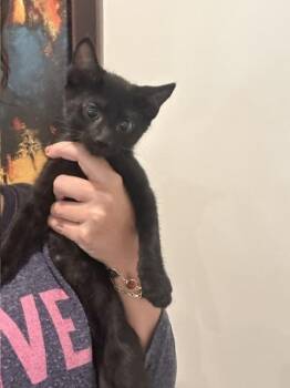 Hershey Kiss -  Domestic Short Hair Cat for Adoption in Dallas, Texas - Hershey Kiss | PetCurious