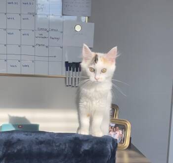 Rescue Domestic Long Hair and American Bobtail Cats for Adoption in Seneca, South Carolina - Bunny | PetCurious