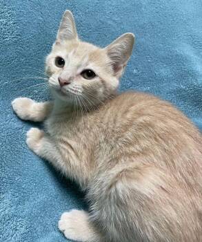 Domestic Short Hair Cats Available for Adoption in Jackson, Michigan - Rattle-Snake | PetCurious