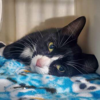 Daisy -  Domestic Short Hair Cat for Adoption in Hutchinson, Minnesota - Daisy | PetCurious
