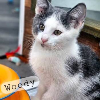 Woody -  Domestic Short Hair Cat for Adoption in Ferndale, Washington - Woody | PetCurious