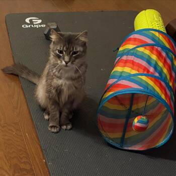 Domestic Medium Hair Cats Available for Adoption in League City, Texas - Cocoa Beau | PetCurious