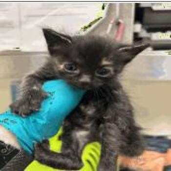 Mochi -  Domestic Short Hair Cat for Adoption in Pleasant Hill, California - Mochi | PetCurious
