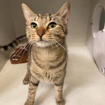 Marge -  Domestic Short Hair Cat for Adoption in Dayton, Ohio - Marge | PetCurious