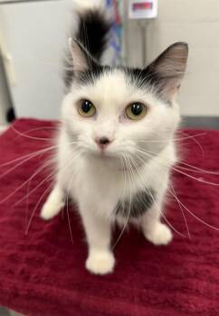 Rescue Domestic Short Hair Cats for Adoption in Peoria, Illinois - BEATRIX | PetCurious