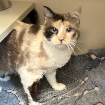 Solitaire -  Domestic Short Hair and Mixed Breed Cat for Adoption in South Elgin, Illinois - Solitaire | PetCurious