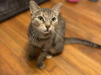 Rescue Domestic Short Hair Cats for Adoption in Liverpool, Texas - Mila | PetCurious