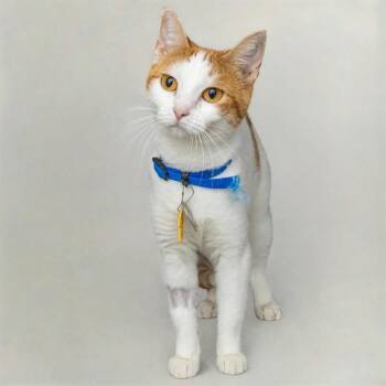 SUMMER -  Domestic Short Hair Cat for Adoption in St. Louis, Missouri - SUMMER | PetCurious