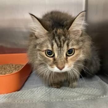 Crookshanks -  Domestic Long Hair Cat for Adoption in Port Charlotte, Florida - Crookshanks | PetCurious