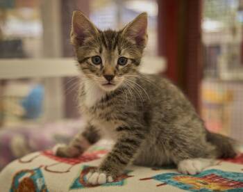 Thriller -  Domestic Short Hair Cat for Adoption in Santa Barbara, California - Thriller | PetCurious
