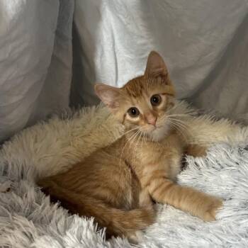 Moon -  Domestic Medium Hair Cat for Adoption in Columbia, Missouri - Moon | PetCurious