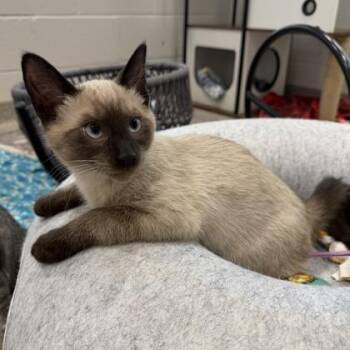 Sparks (Bonded) -  Siamese and Domestic Short Hair Cat for Adoption in Wheaton, Illinois - Sparks (Bonded) | PetCurious
