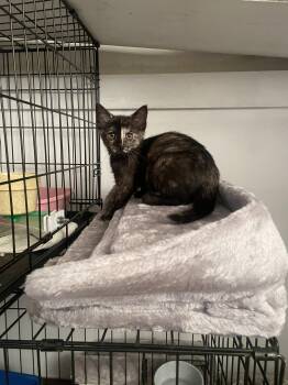 Quynn -  Domestic Short Hair Cat Available for Adoption in Trenton, New Jersey - Quynn | PetCurious
