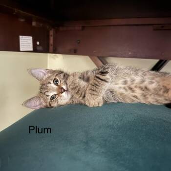 Plum -  Domestic Short Hair Cat for Adoption in Wheeling, Illinois - Plum | PetCurious