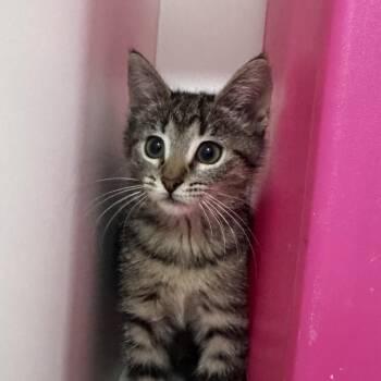 Aleah -  Domestic Short Hair Cat for Adoption in Tampa, Florida - Aleah | PetCurious