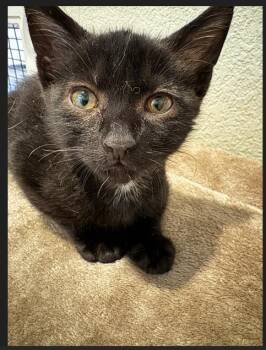 Cerenia -  Domestic Short Hair Cat for Adoption in Lincoln, California - Cerenia | PetCurious
