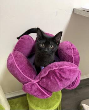 Hana -  Domestic Short Hair Cat for Adoption in Walled Lake, Michigan - Hana | PetCurious