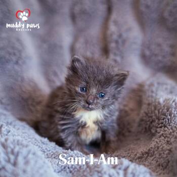 Domestic Short Hair Cats Available for Adoption in Council Bluffs, Iowa - Seuss Litter:  Sam-I-Am | PetCurious