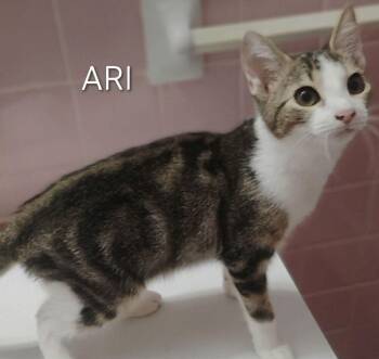 Ari -  Domestic Short Hair Cat for Adoption in Groveland, Massachusetts - Ari | PetCurious