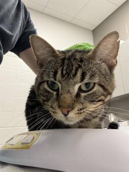 LEO -  Domestic Short Hair Cat for Adoption in Indianapolis, Indiana - LEO | PetCurious