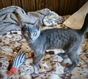 GILIGAN - Bonded with Mikey -  Domestic Short Hair Cat for Adoption in Fremont, California - GILIGAN - Bonded With Mikey | PetCurious