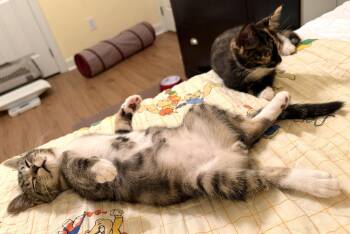 Rooster -  Domestic Short Hair Cat for Adoption in Pittsboro, North Carolina - Rooster | PetCurious