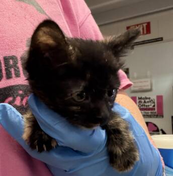 Orphan Annie (Wrona K2) -  Domestic Short Hair Cat for Adoption in Pahrump, Nevada - Orphan Annie (Wrona K2) | PetCurious