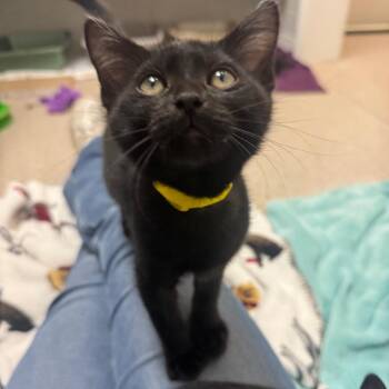 Mint Chocolate Chip -  Domestic Short Hair Cat for Adoption in Buellton, California - Mint Chocolate Chip | PetCurious