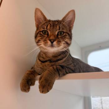 Hudson -  Domestic Short Hair Cat for Adoption in Quincy, Massachusetts - Hudson | PetCurious