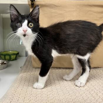 Jacket -  Domestic Short Hair Cat for Adoption in League City, Texas - Jacket | PetCurious