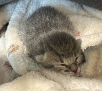 TOUSSAINT -  Domestic Short Hair Cat for Adoption in Riverside, California - TOUSSAINT | PetCurious