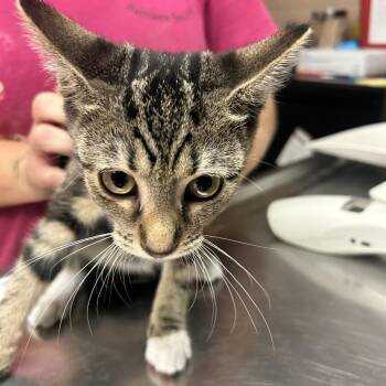Hot Fries -  Domestic Short Hair Cat for Adoption in Newport, North Carolina - Hot Fries | PetCurious
