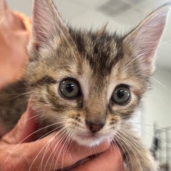 Rescue Domestic Short Hair Cats for Adoption in Napoleon, Ohio - Scarlett 94C25 | PetCurious