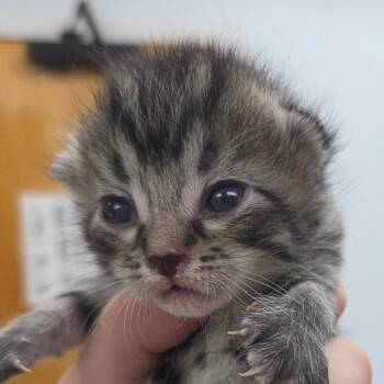 Emmett -  Domestic Short Hair Cat for Adoption in Auburn, Alabama - Emmett | PetCurious