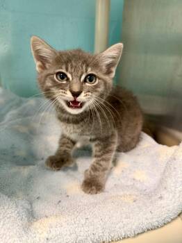 Gafftopsail -  Domestic Short Hair Cat for Adoption in Cape Coral, Florida - Gafftopsail | PetCurious