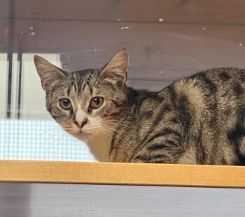 Domestic Short Hair Cats Available for Adoption - Blue Pearmain | PetCurious