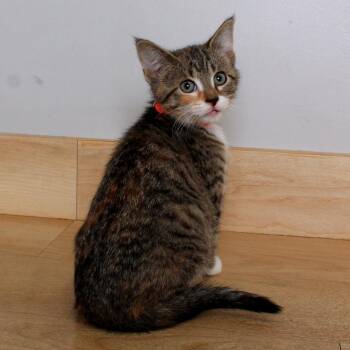 Domestic Short Hair Cats Available for Adoption in Minnetonka, Minnesota - Deep End C69622 | PetCurious