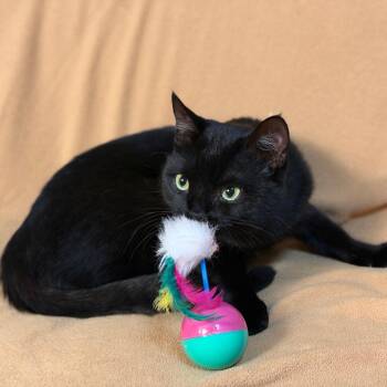 Clyde -  Domestic Short Hair Cat for Adoption in Lewisville, Texas - Clyde | PetCurious