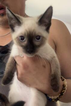 Lyla -  Siamese Cat for Adoption in Napa, California - Lyla | PetCurious