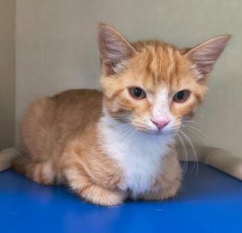Lip -  Domestic Short Hair Cat for Adoption in Saint Marys, Pennsylvania - Lip | PetCurious
